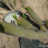 Haageocereus pseudomelanostele viridiflorus PLL, Lima, Peru ©MCA.JPG